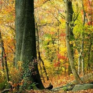 Meet your Posher, Joyce